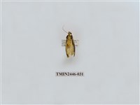 藏品(雙帶長苔蛾)的圖片